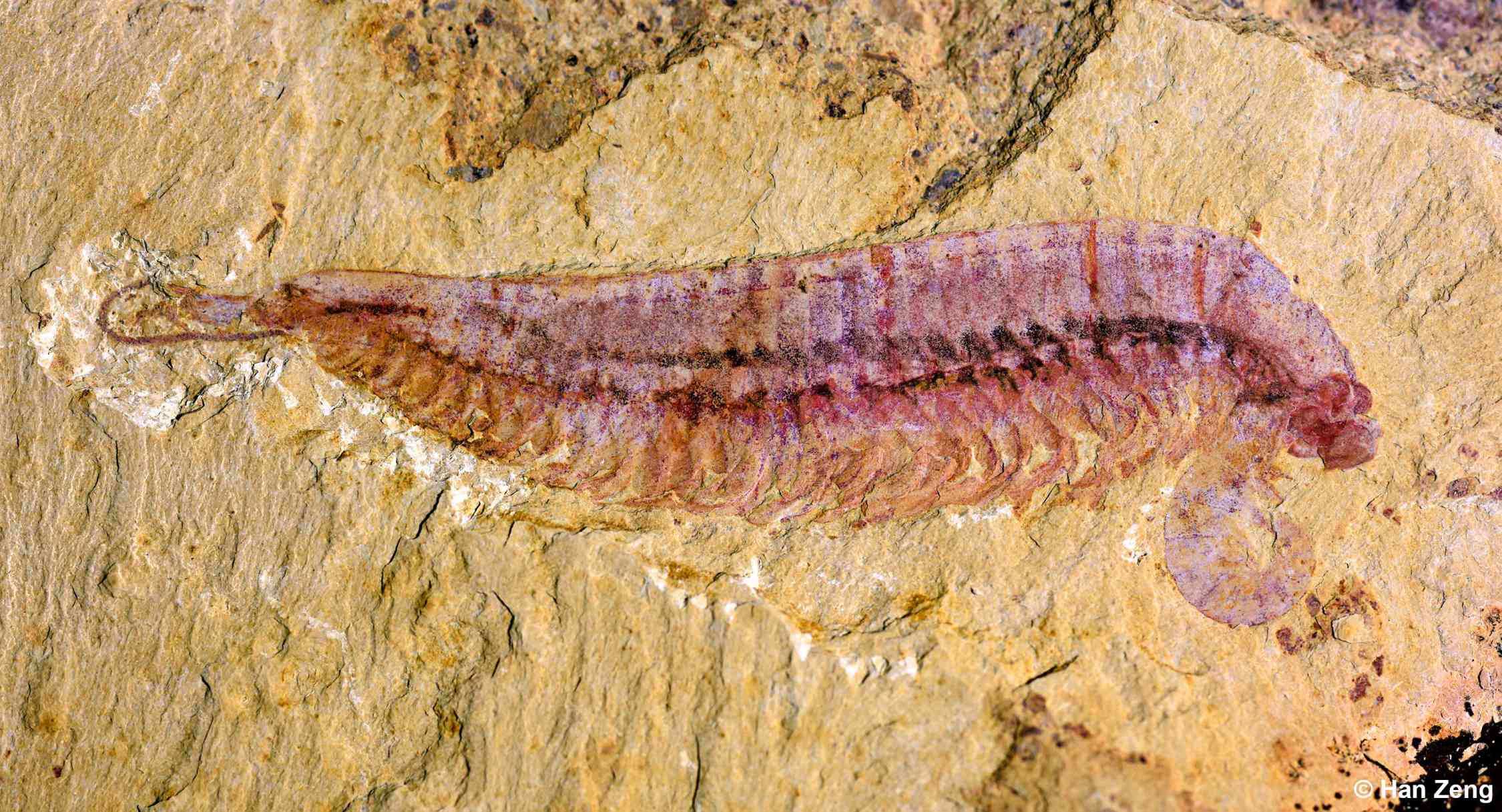 Fossil specimen of Kylinxia, holotype