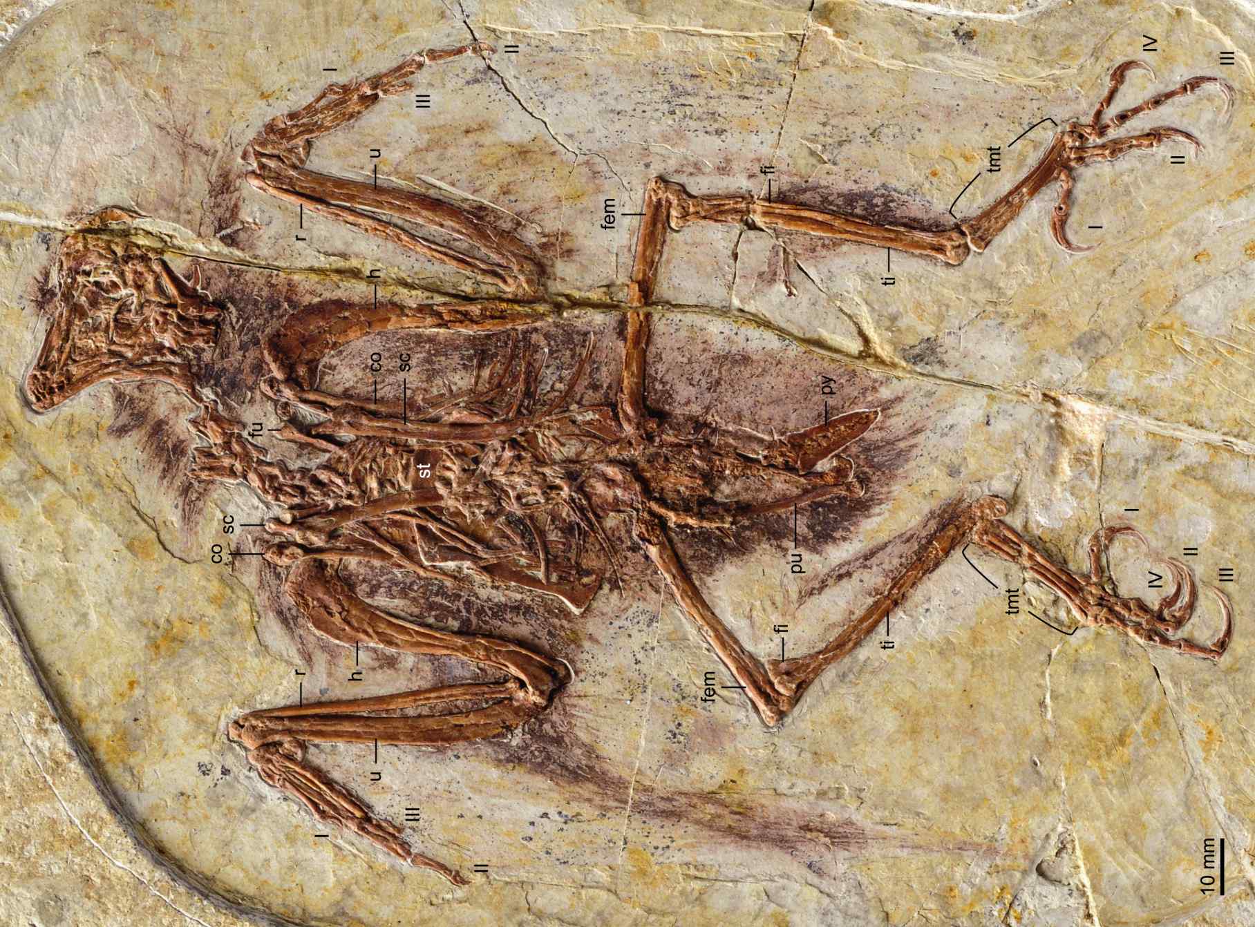 Fossil specimen of a bohaiornithid (Zhouornis hani)