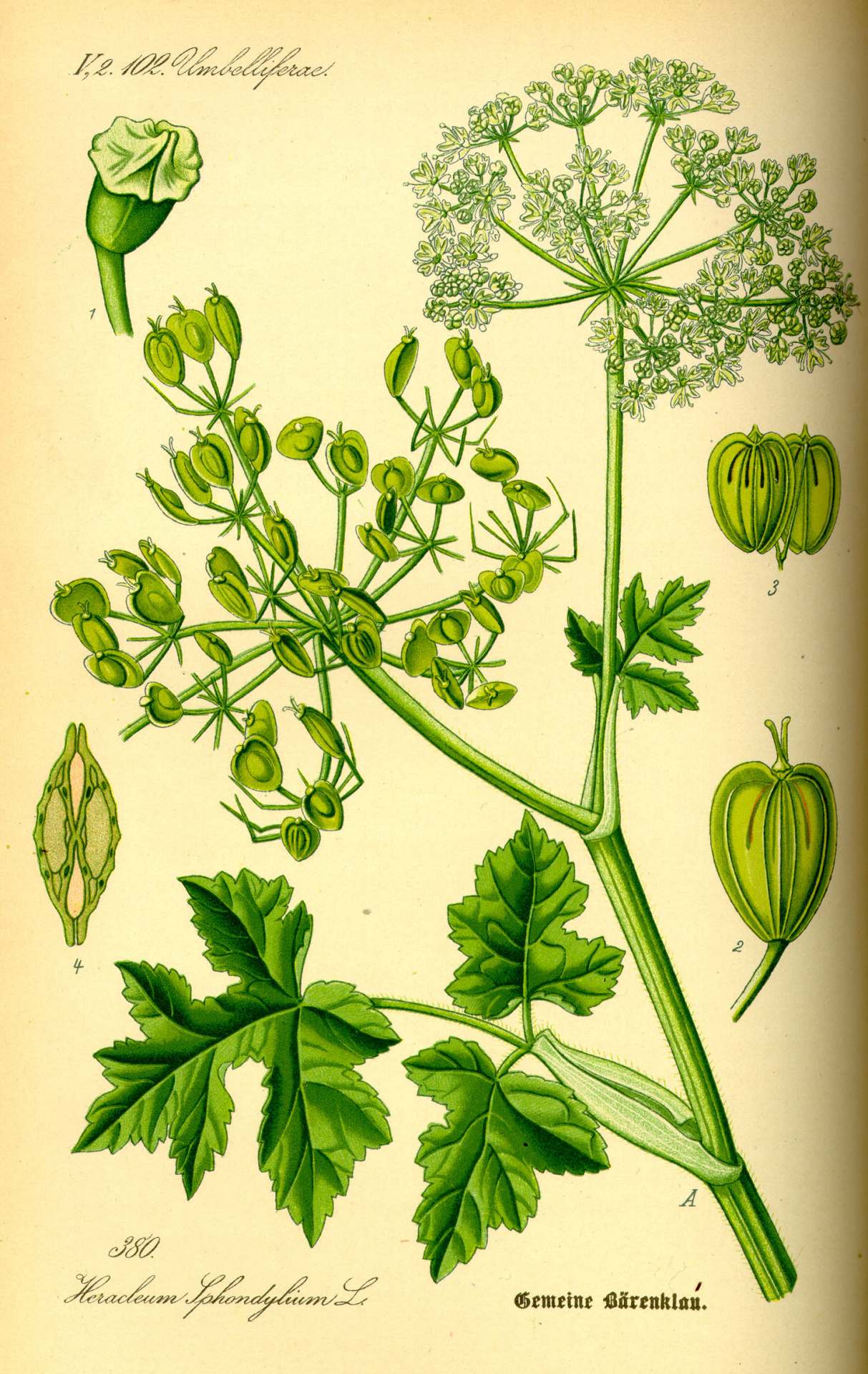 An illustration depicting silphium’s (also known as silphion) heart-shaped seed pods.