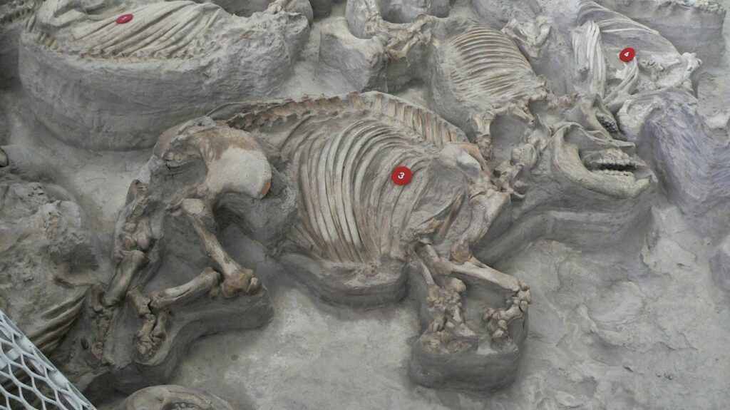 Cientos de animales prehistóricos bien conservados encontrados en un antiguo lecho de cenizas en Nebraska 1