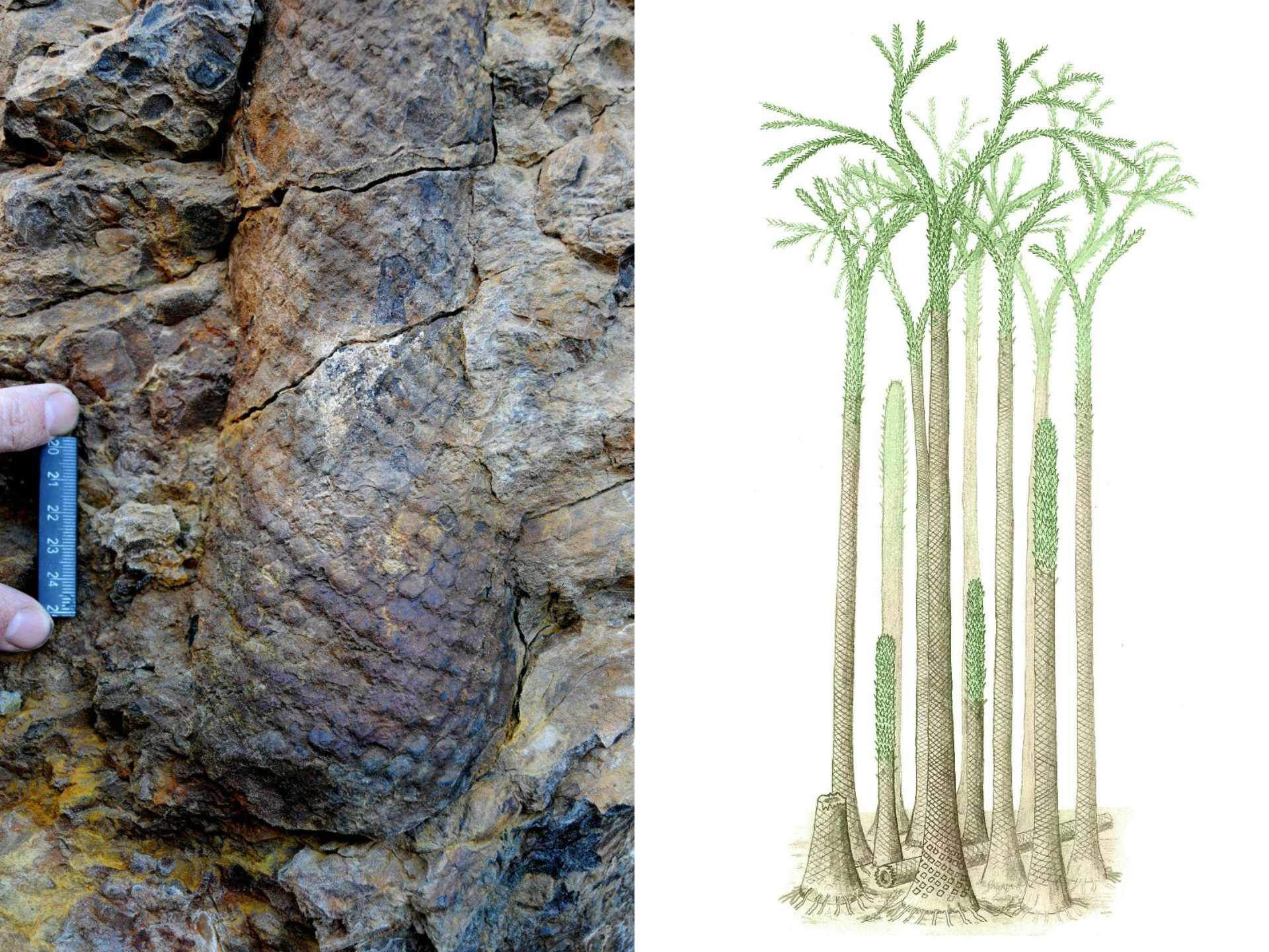 Partial tree trunk with the base preserved, at the site in Svalbard (left) and a reconstruction of what the ancient forest look liked 380 million years ago (right)