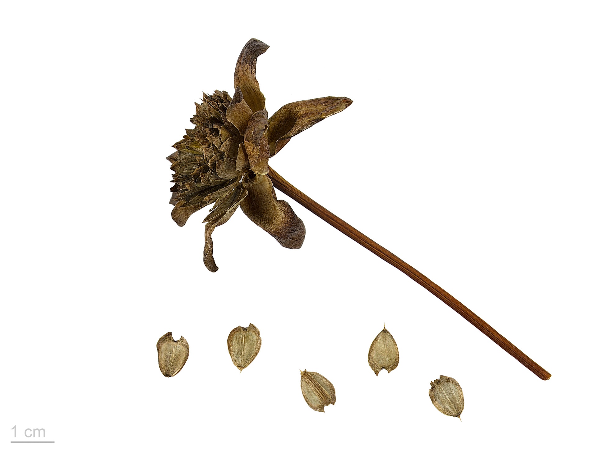 Silphium, a long-lost plant with a rich history of mythical proportions, was a cherished treasure of the ancient world.