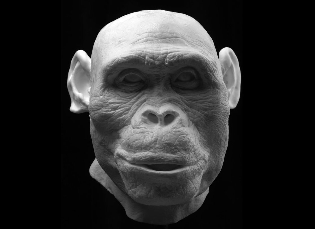The faces of ancient hominids brought to life in remarkable detail 4