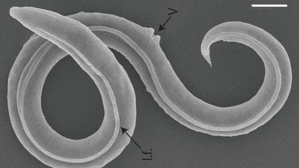 Стародавній сибірський черв'як повернувся до життя через 46,000 4 років і почав розмножуватися! 