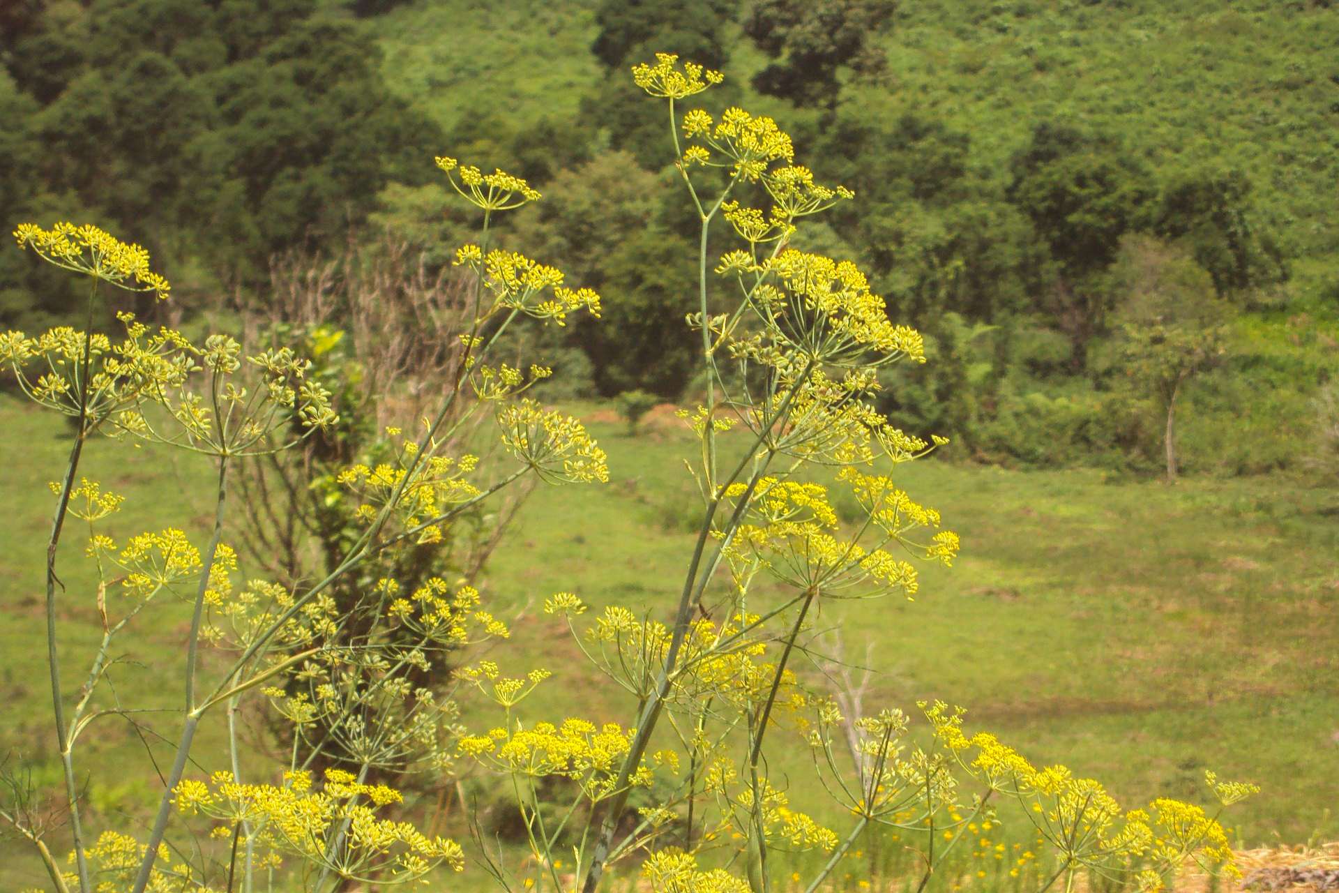 The ancient herb may be hiding in plain sight as giant Tangier fennel
