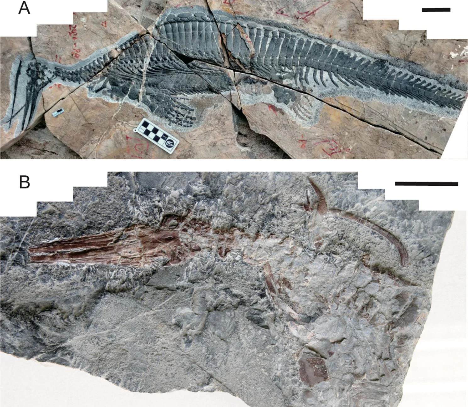 250-million-year-old Hupehsuchus 