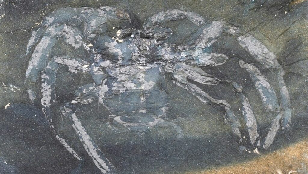 Fossil af en gammel edderkoppeart fra Tyskland anslået til at være 310 millioner år gammel 2