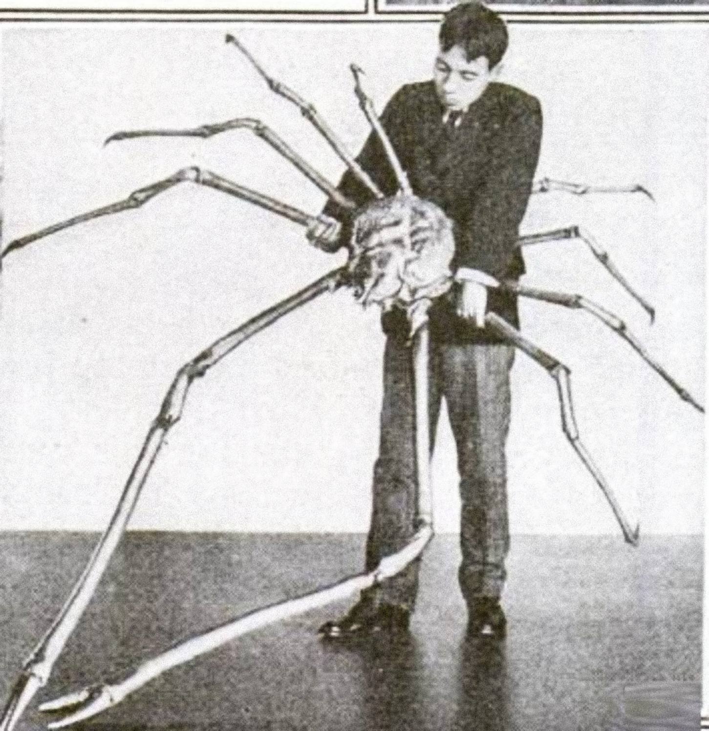 A Japanese spider crab whose outstretched legs measured 3.7 m (12 ft) across.