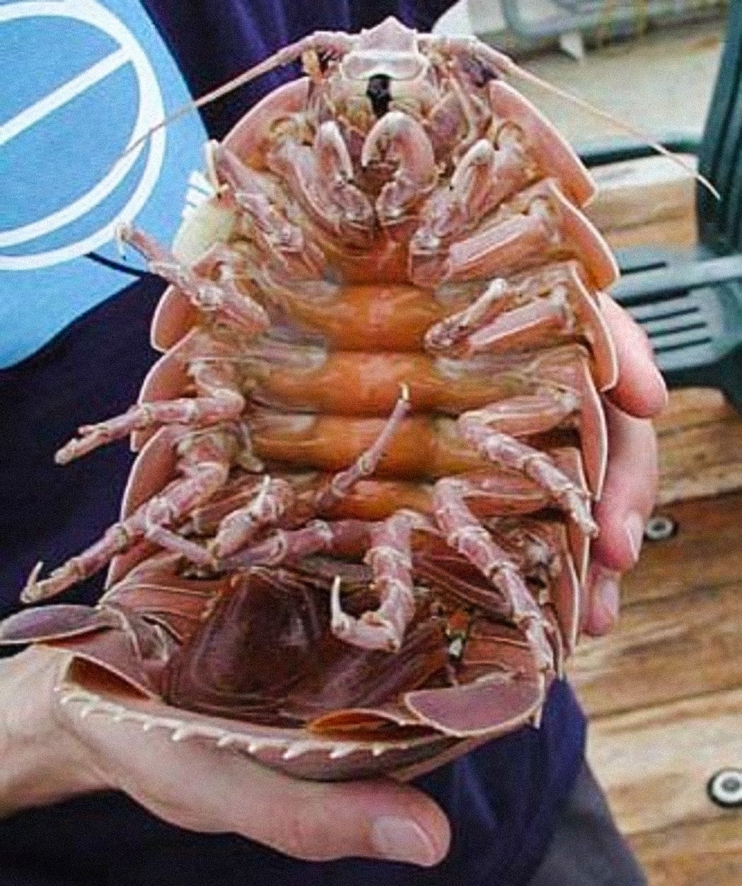 A giant isopod (Bathynomus giganteus) may reach up to 0.76 m (2 ft 6 in) in length.