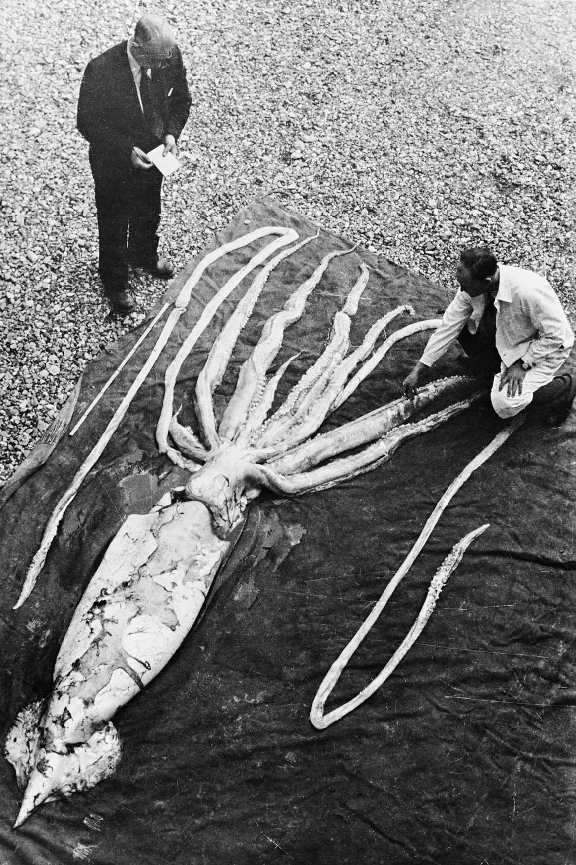 A giant squid found at Ranheim in Trondheim 2 October 1954 is being measured by the Professors Erling Sivertsen and Svein Haftorn. The specimen (second largest cephalopod) was measured to a total length of 9.2 meters. NTNU Museum of Natural history and Archeaology / Wikimedia Commons