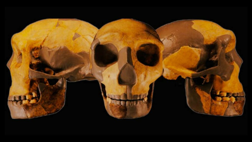 Cráneo del espécimen HLD 6 en Hualongdong, ahora identificado como una nueva especie humana arcaica.