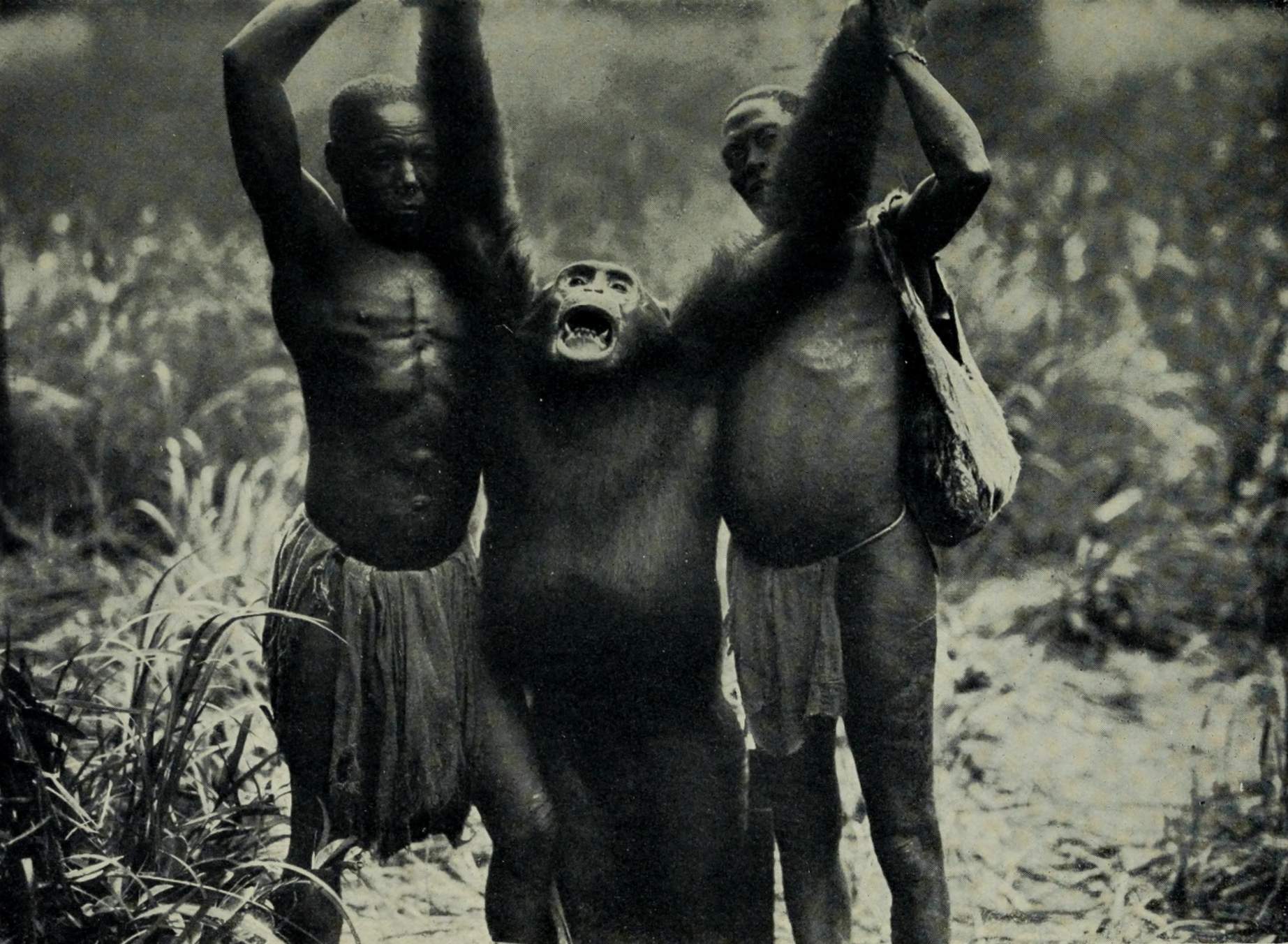 A giant chimpanzee, killed by German explorer ainvon Wiese in Congo during their expedition (1910-1911). Wikimedia Commons