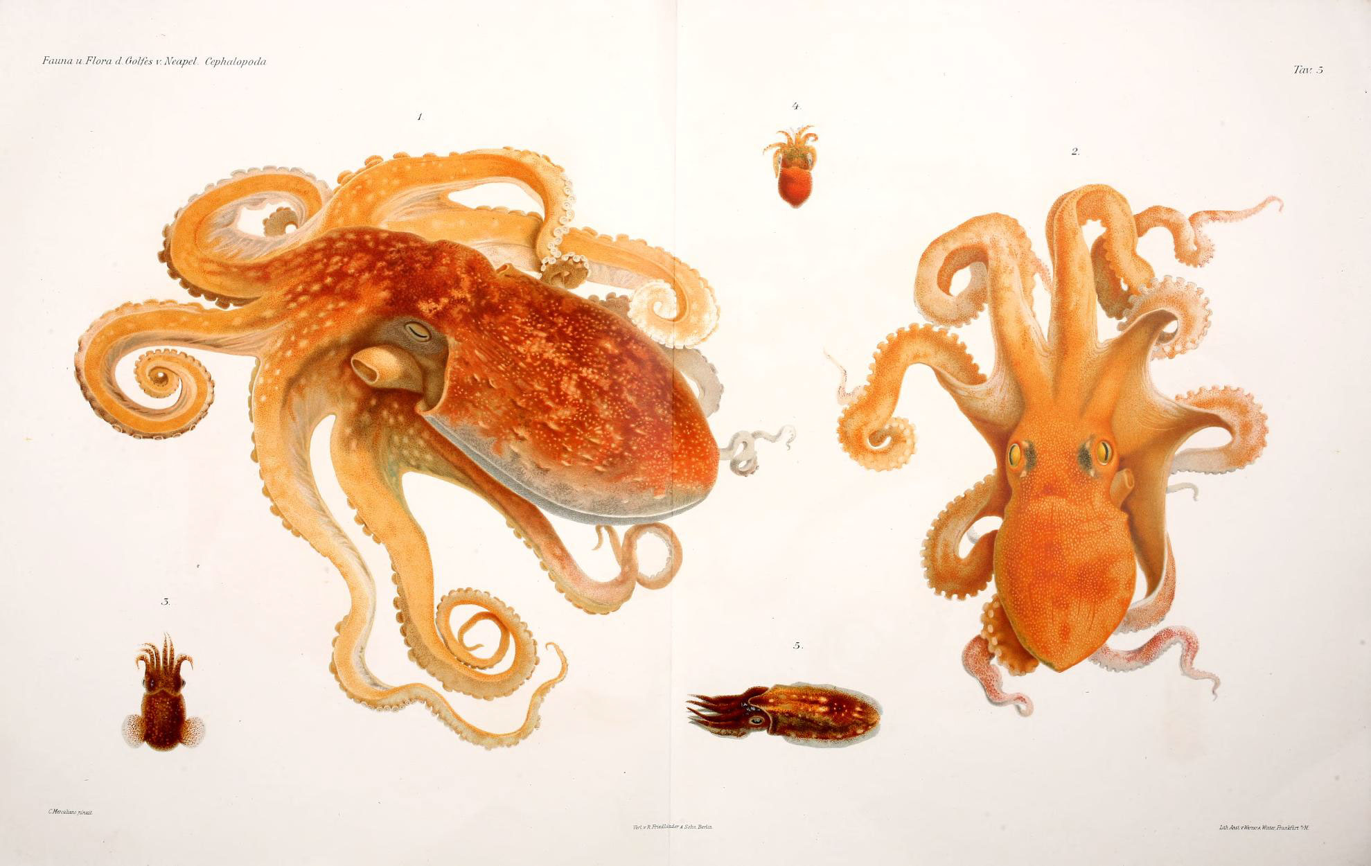 Are octopuses “aliens” from outer space? What is the origin of this enigmatic creature? 2