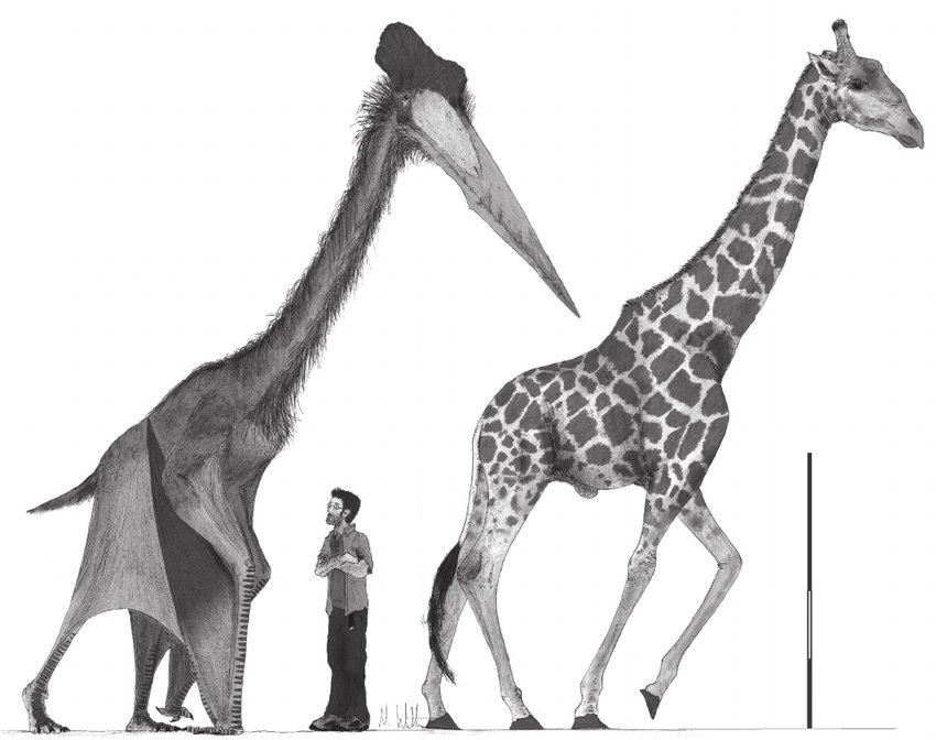 Quetzalcoatlus: Earth's largest flying creature with a 40-foot wingspan 1