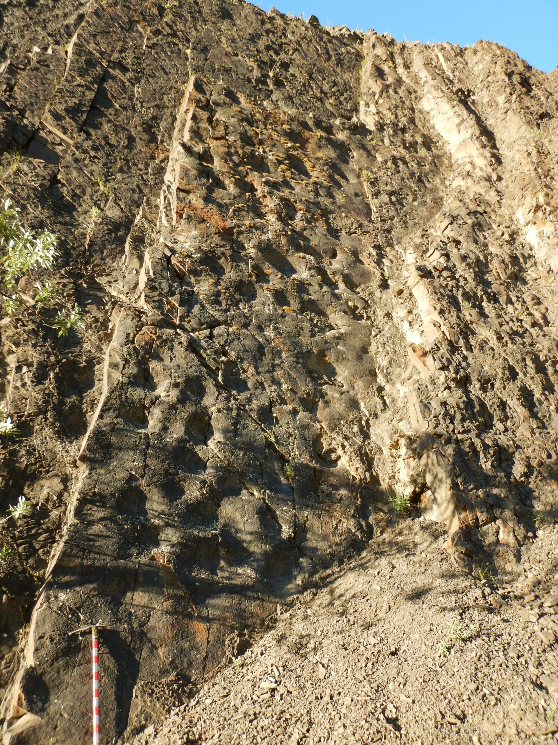 Close up image on one wall showing numerous depressions of hadrosaur footprints. The ice ax in the lower left of the frame is approximately 3 feet long, for scale.