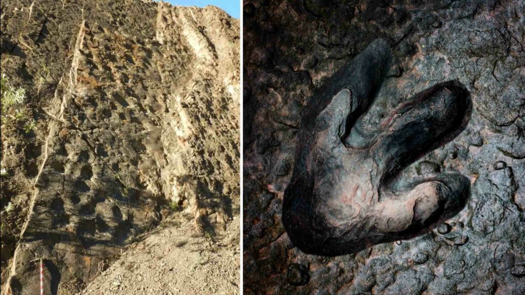 "द कोलिज़ीयम": अलास्का 70 में डायनासोर के पैरों के निशानों का 4 मिलियन वर्ष पुराना विशाल सेट खोजा गया