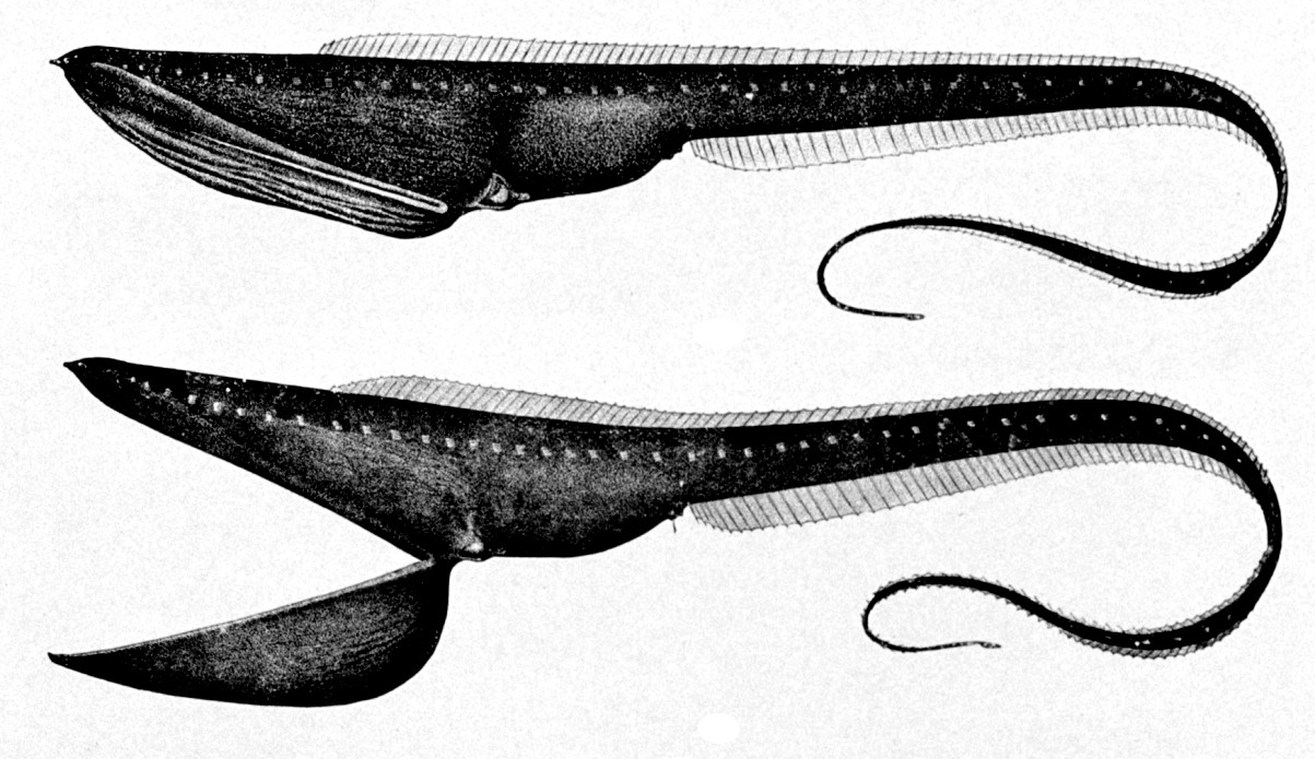 Los científicos descubren la razón detrás de la piel inusual de las anguilas ultranegras que acechan en la Zona 1 de medianoche del océano.