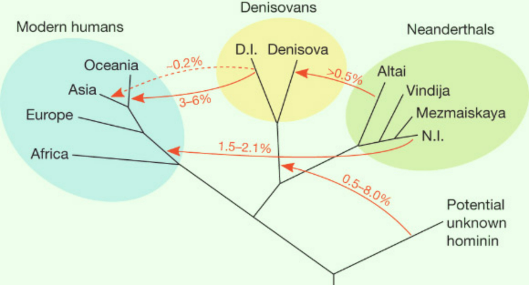 Family tree of early humans that may have lived in Eurasia more than 50,000 years ago.