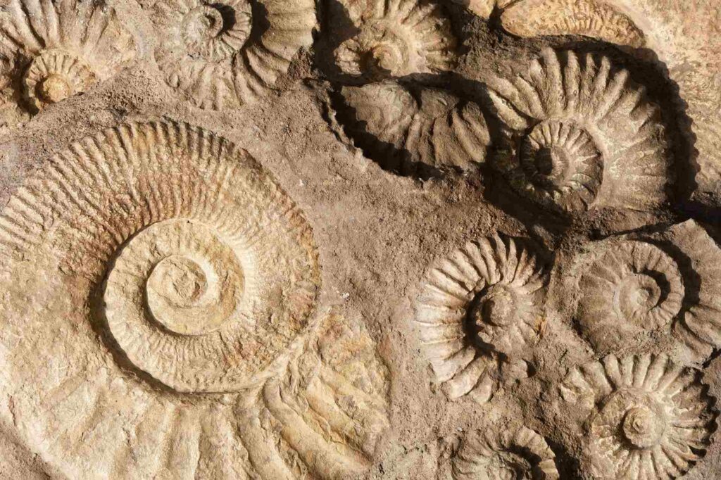 Tha cladhach pìob uisge sgudail Auckland a’ nochdadh “fossil treasure trove” 2