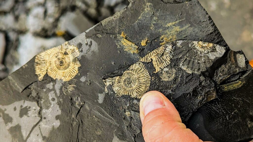 Kakšna skrivnost se skriva za temi izjemno ohranjenimi fosili z »zlatim« leskom? 5
