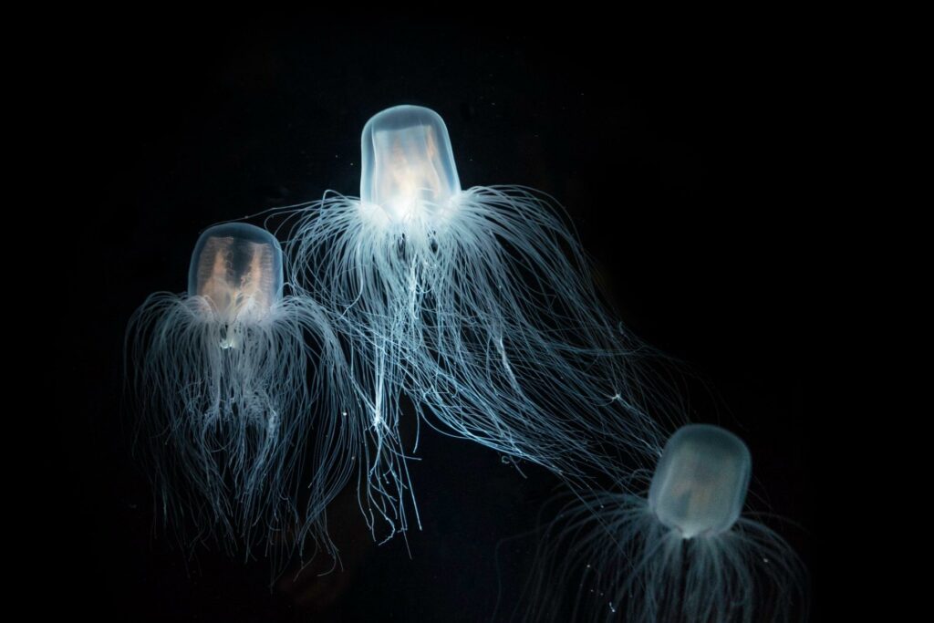 The Immortal Jellyfish can revert back to its youth indefinitely 2