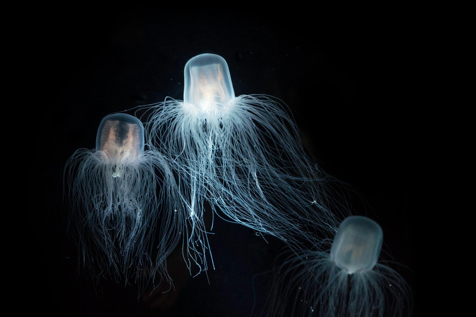 Turritopsis dohrnii A halhatatlan medúza