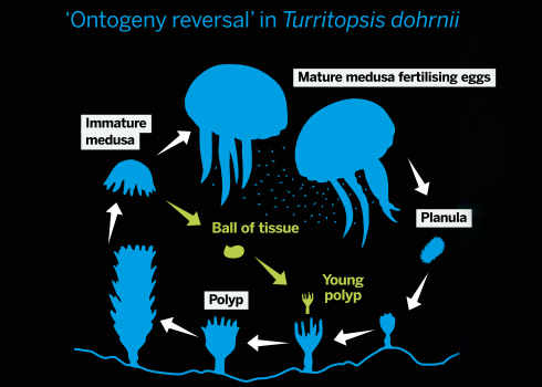Turritopsis dohrnii A halhatatlan medúza