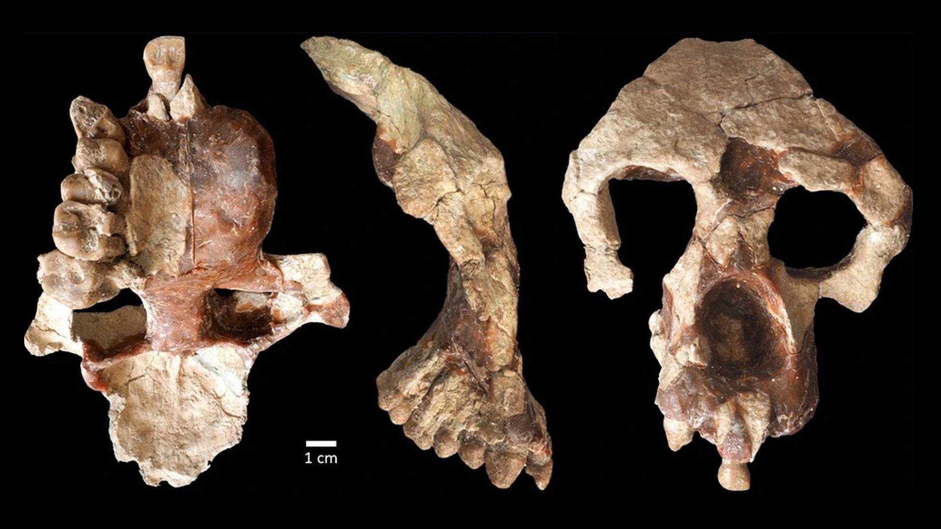 Oldest human ancestors may have evolved nine million years ago in Turkey 1