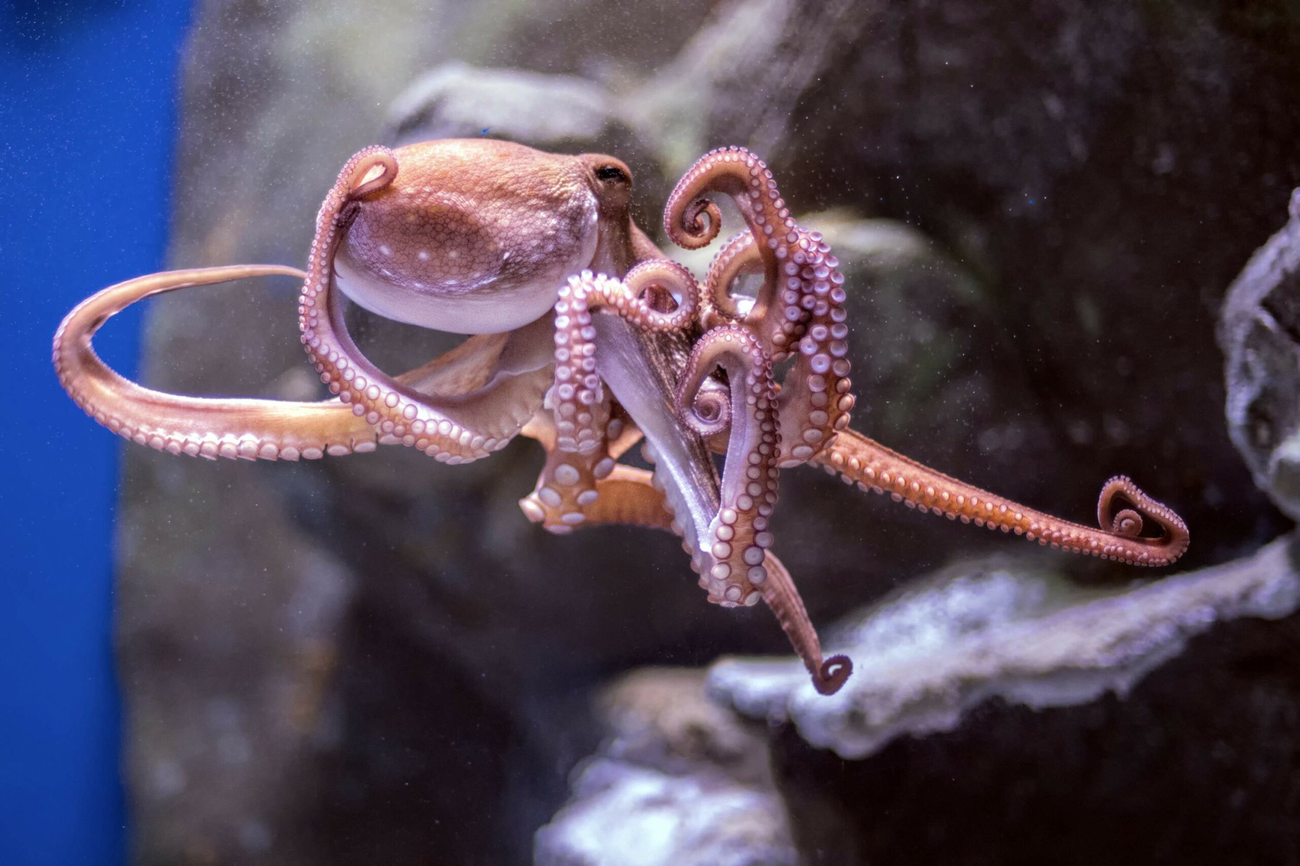Are octopuses “aliens” from outer space? What is the origin of this enigmatic creature? 1