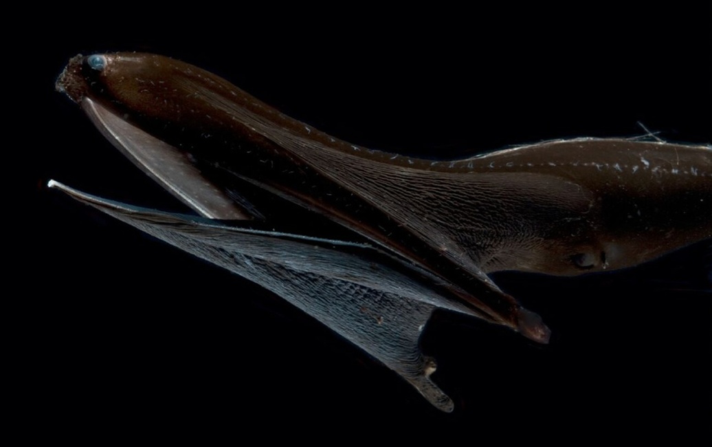 Los científicos descubren la razón detrás de la piel inusual de las anguilas ultranegras que acechan en la Zona 2 de medianoche del océano.