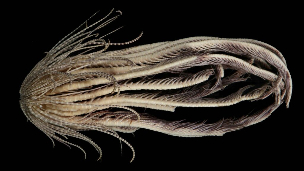 Alien-like creature with 20 arms discovered in the depths of Antarctic Ocean 6