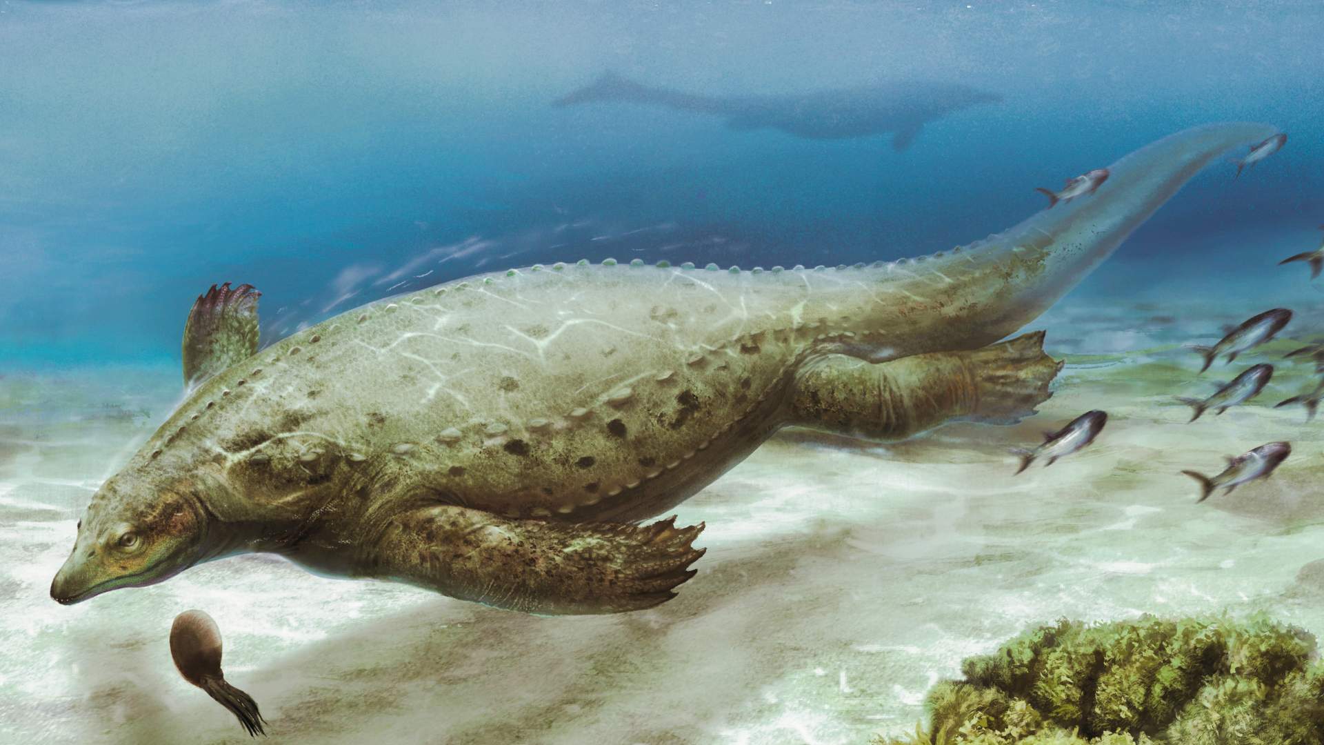 Ancient human-size sea lizard rewrites history of early armored marine reptiles 1
