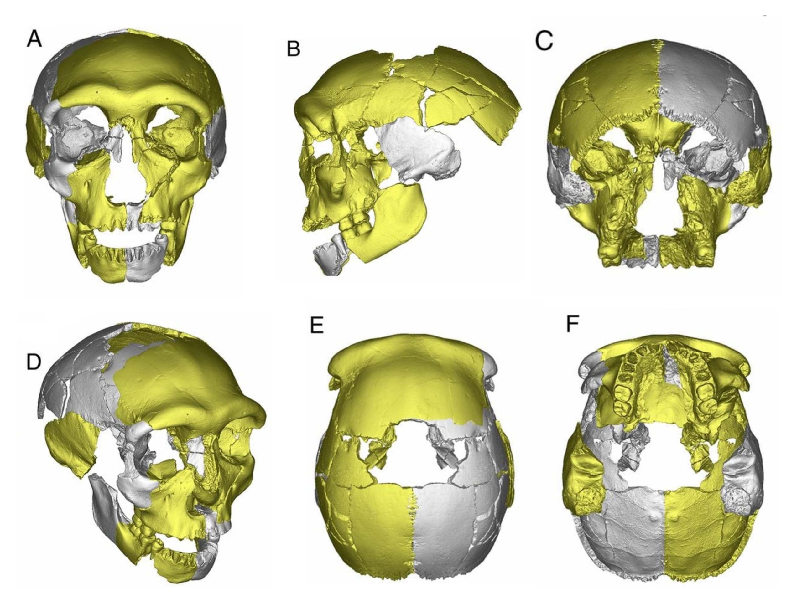 The virtually reconstructed HLD 6 skull