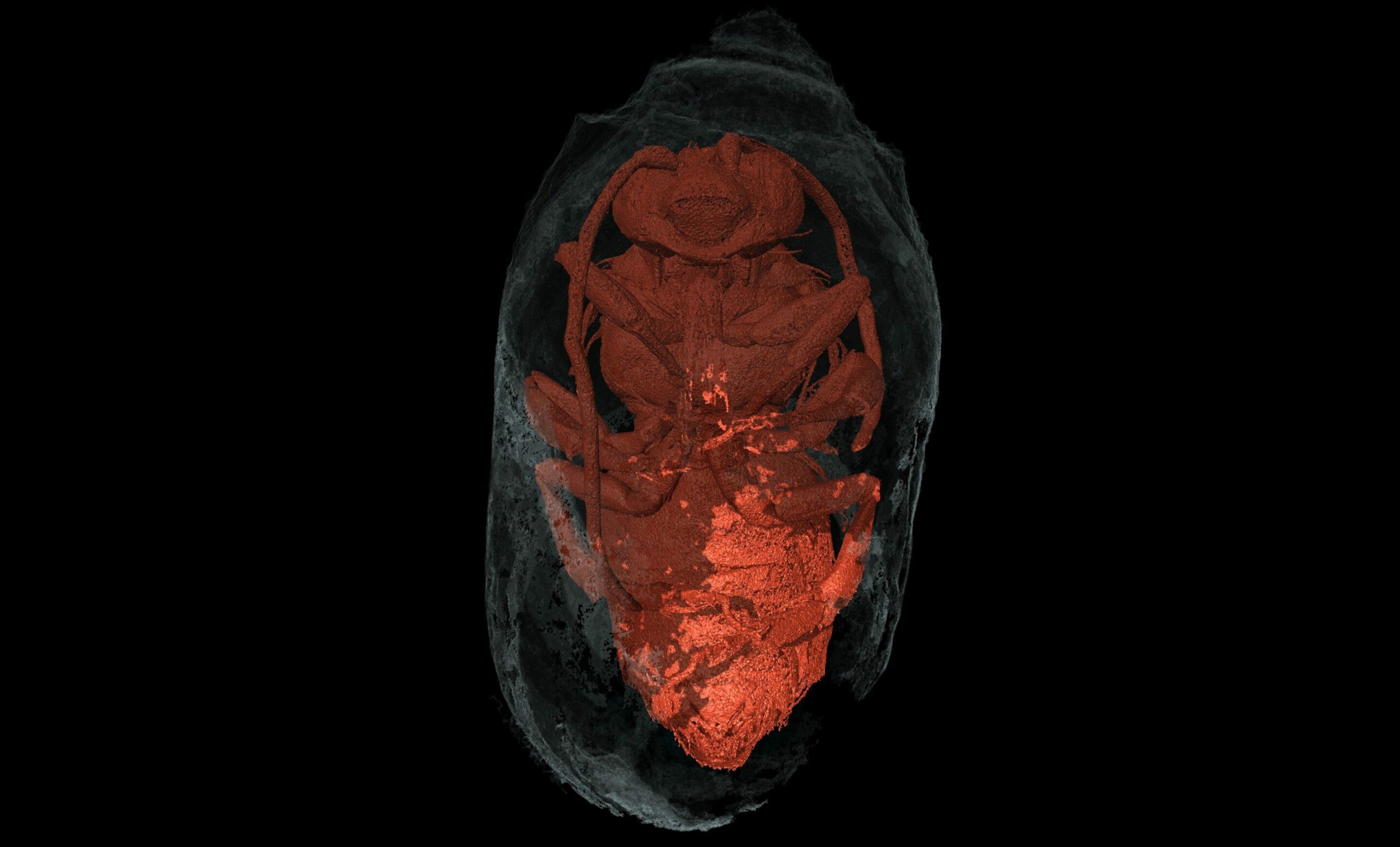 X-ray micro-computed tomography views of a male Eucera bee (ventral) inside a sealed cocoon. View obtained in the ICTP ElettramicroCT, Trieste's Elettra synchrotron radiation facility in Italy.The image shows the architecture of the excavated brood chamber closed by the spiral cap, containing an adult bee close to abandoning the cell.
