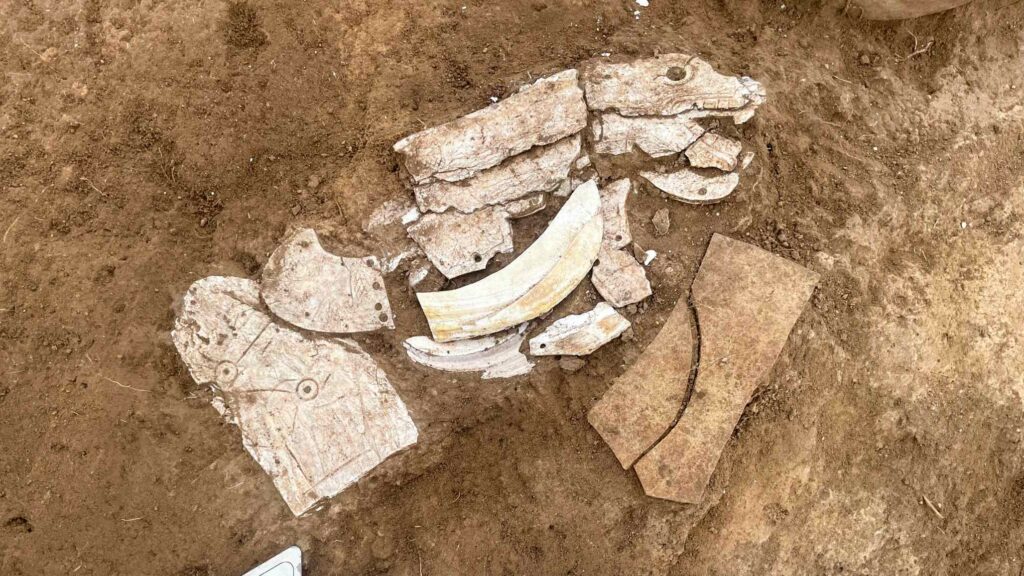 Magnífico dragón de concha neolítico desenterrado en Mongolia Interior 7