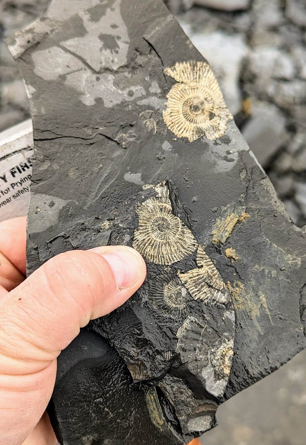 Golden ammonite fossils at Ohmden quarry.