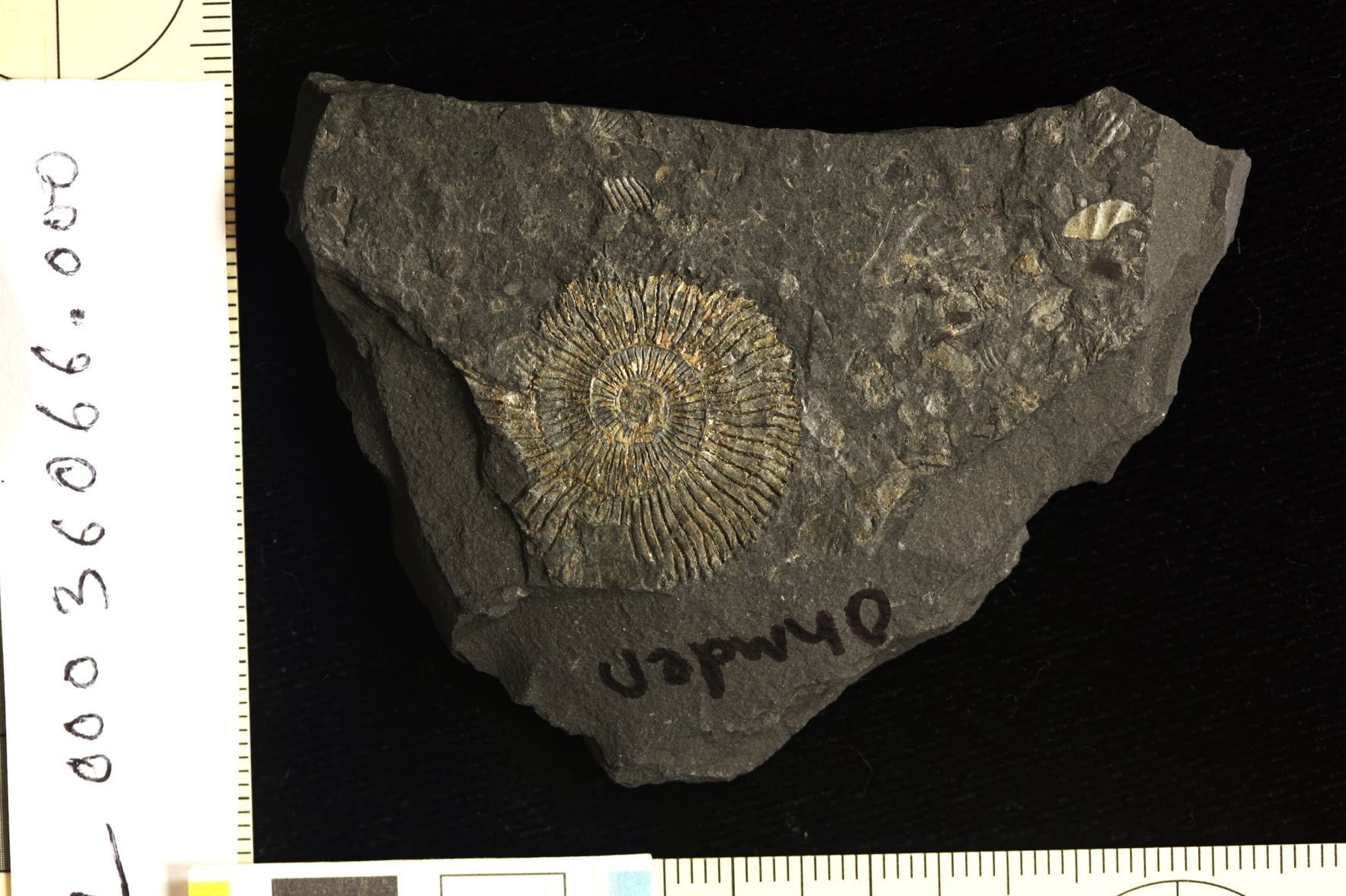 Ammonite fossil From the Ohmden quarry, Posidonia shale lagerstatte.