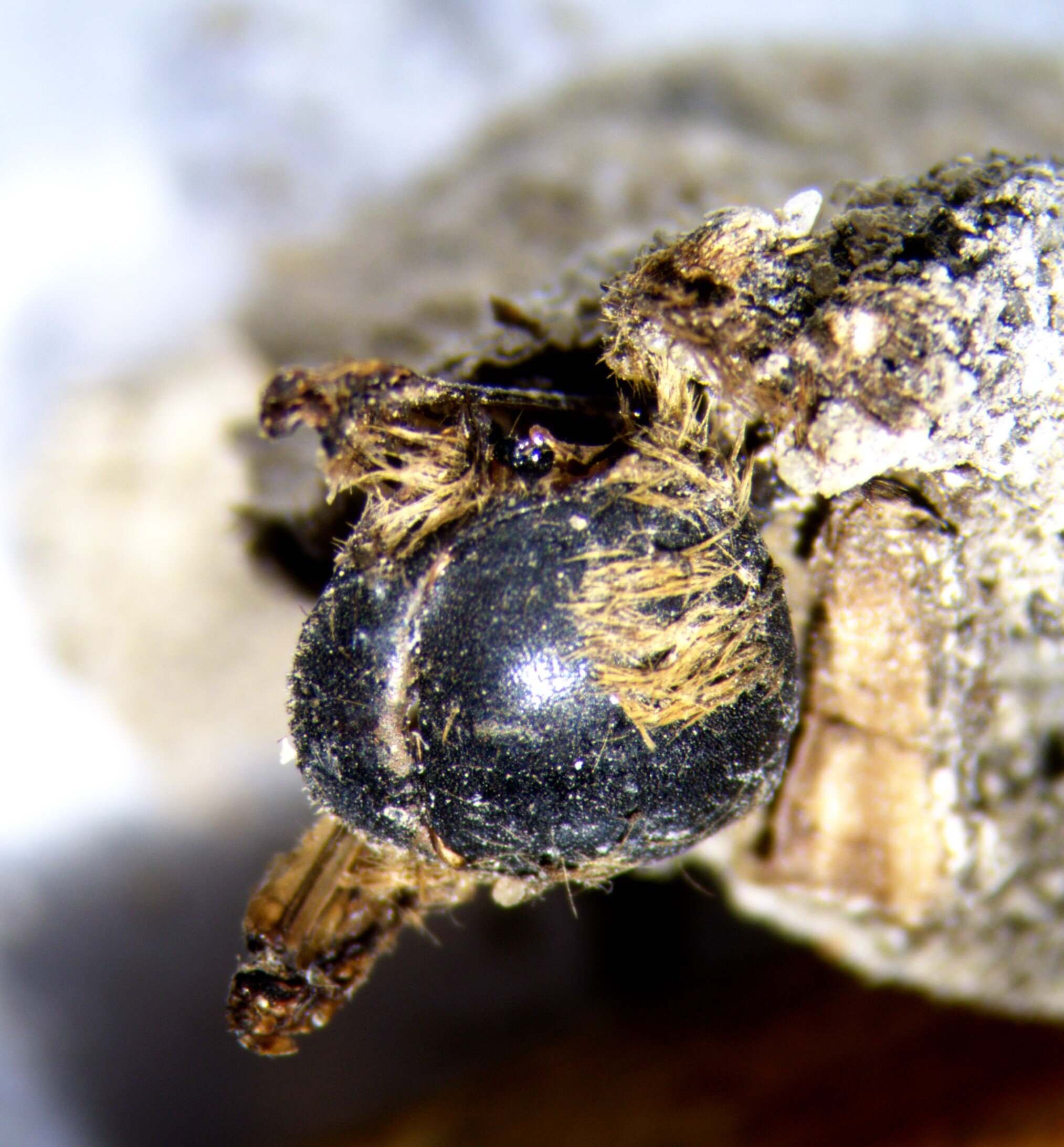 Los capullos ahora descubiertos son el resultado de un método de fosilización extremadamente raro: normalmente el esqueleto de estos insectos se descompone rápidamente debido a su composición quitinosa, que es un compuesto orgánico.