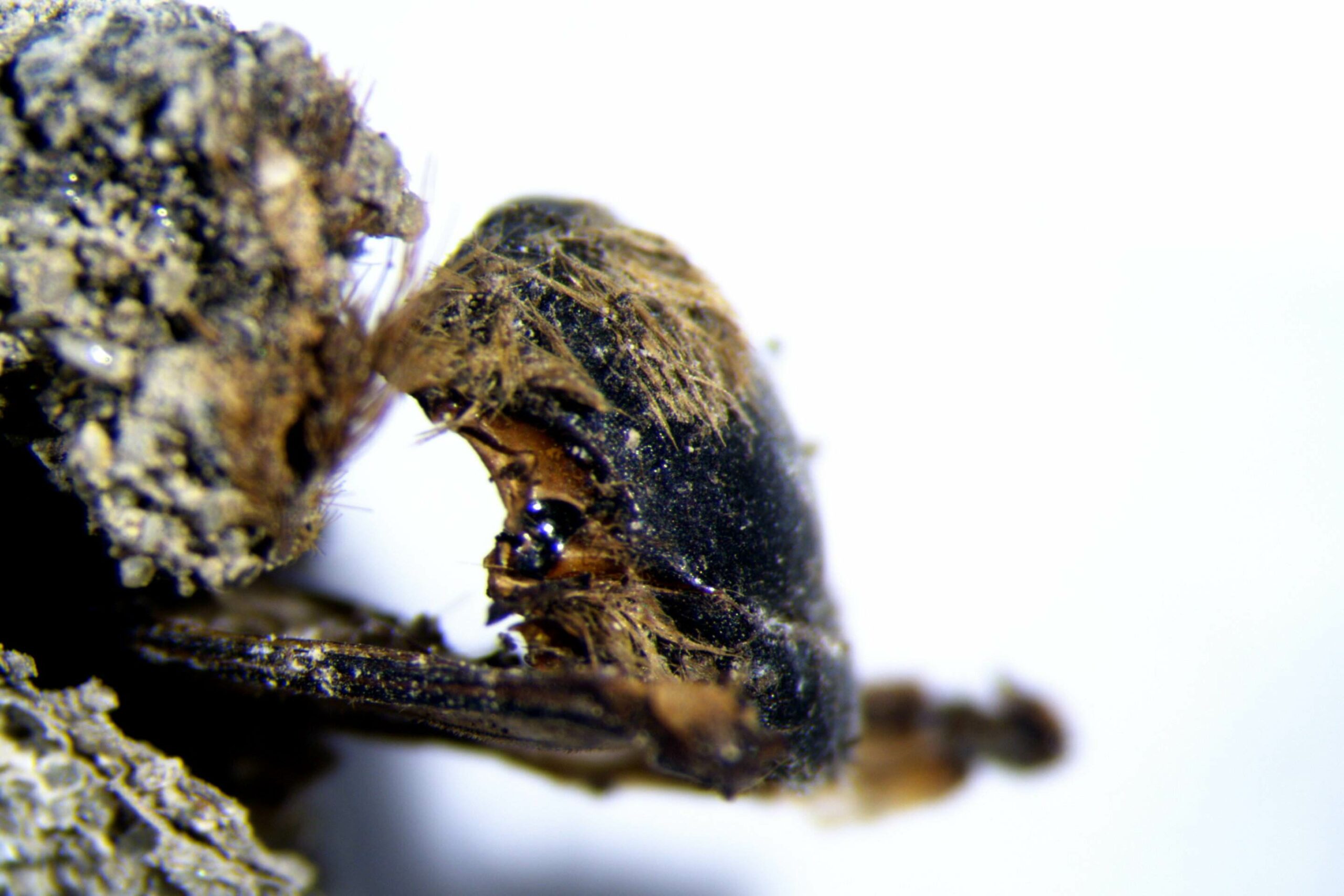 Hundredvis af mumificerede bier inde i deres kokoner er blevet fundet på den sydvestlige kyst af Portugal, på et nyt palæontologisk sted på kysten af ​​Odemira.