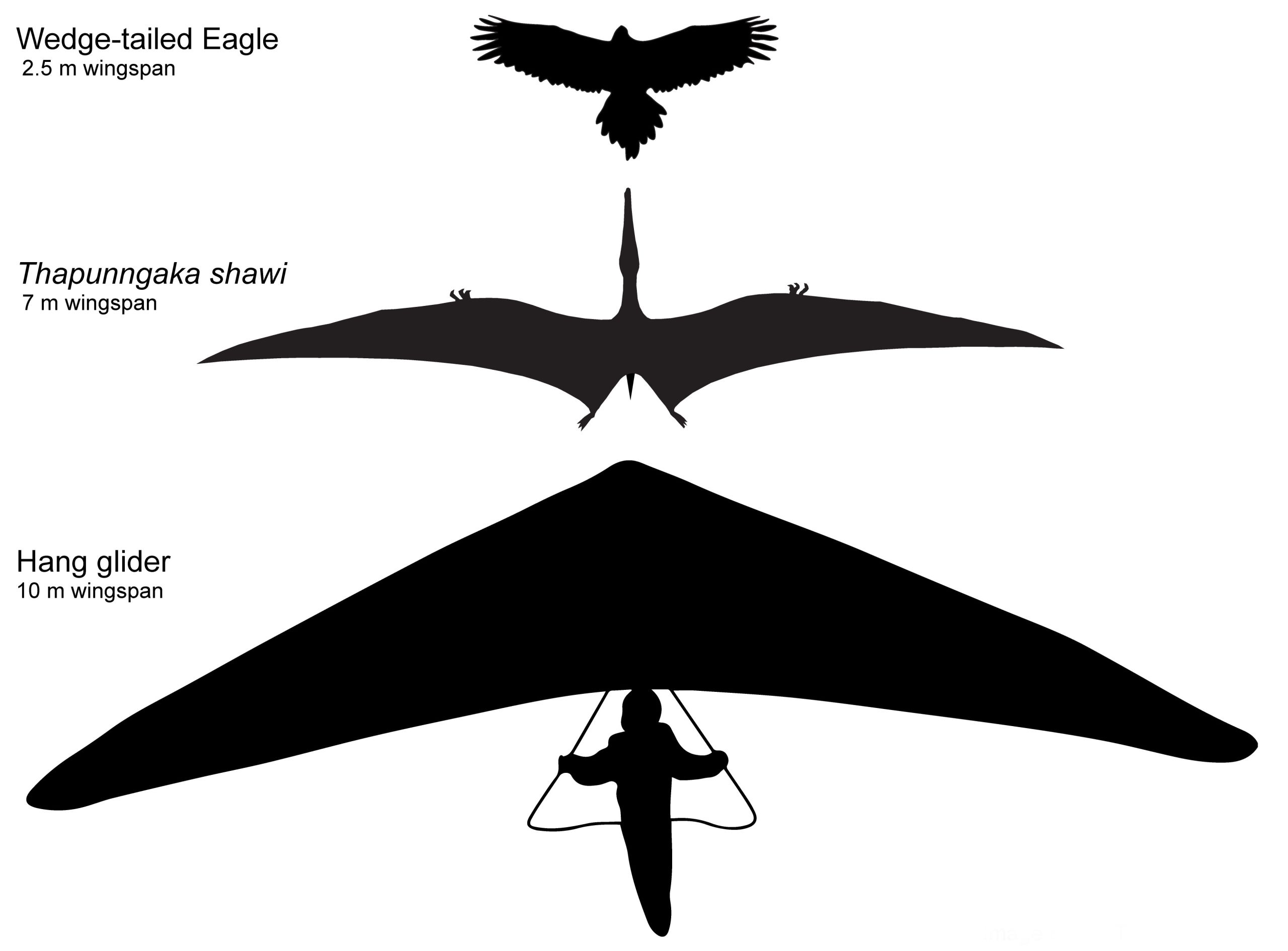 Contorno hipotético de Thapunngaka shawi com envergadura de 7 m, ao lado de uma águia de cauda em cunha (2.5 m de envergadura) e uma asa delta (10 m de envergadura). Tim Richards