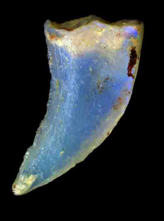 Opalized crab claw: How do opalized fossils form? 5